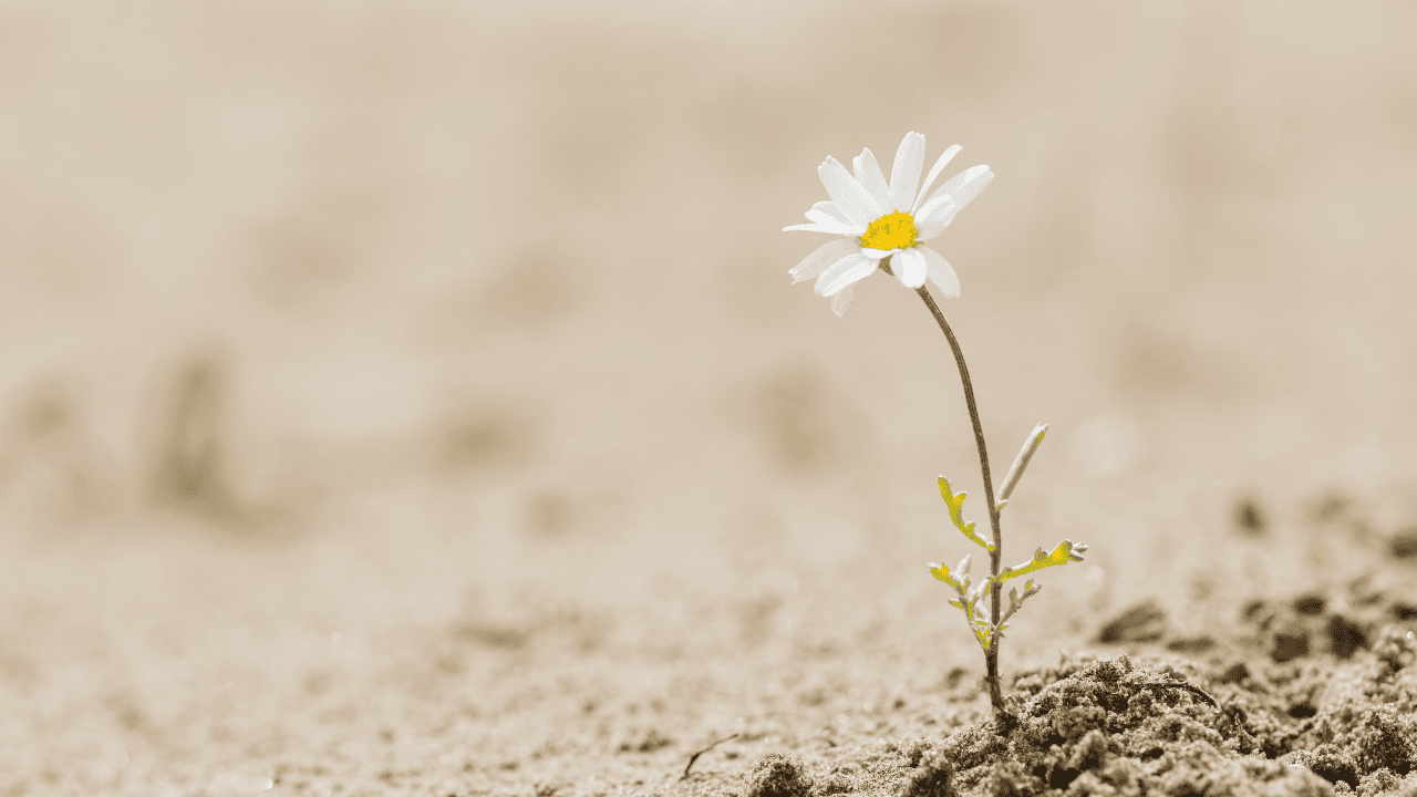 Flower being resilient and growing in the desert